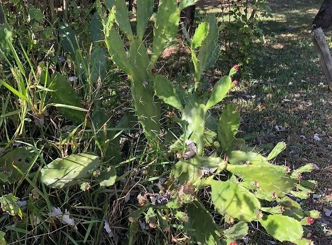 Prázdninový dům B2 - Nature, & River Ofir