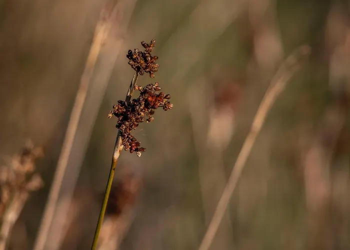 Prázdninový dům B2 - Nature, & River *